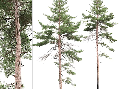 Tall Arbor Trees With Straight Trunks And Lush Green Foliage 3d model