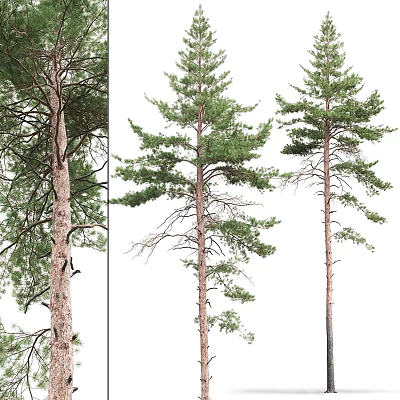 Modern Pine Landscape Tree Pine Tree 3d model