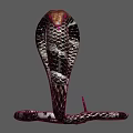 Hooded Cobra Reptile With Brown Head And Black White Patterned Body Flicking Tongue