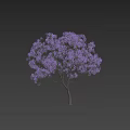 Tall Tree With Abundant Purple Flowers And Spreading Branches Beside Human Figure For Scale