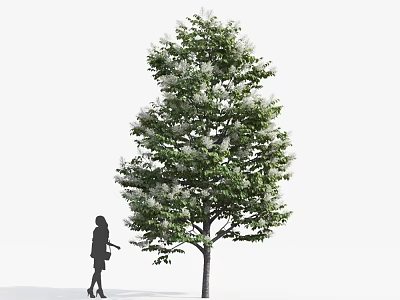 Tall Deciduous Tree With Green Leaves And White Flowers Near Standing Woman 3d model