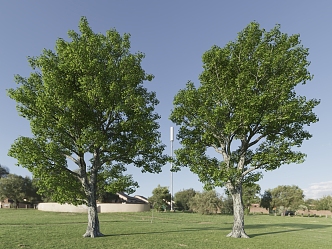 Big Trees Good Trees Bifurcation Trees Street Trees Old Trees Landscape Trees Plants 3d model