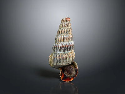 Vibrant Sea Snail Spiral Shell With Red Black White Stripes Orange Base On Dark Background 3d model