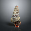 Vibrant Sea Snail Spiral Shell With Red Black White Stripes Orange Base On Dark Background
