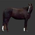Brown Horse With White Hooves And Red Bridle In Studio Background
