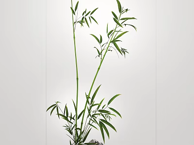 Green Bamboo Plant With Tall Stems And Fresh Leaves For Indoor Decoration 3d model