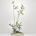 Green Bamboo Plant With Tall Stems And Fresh Leaves For Indoor Decoration