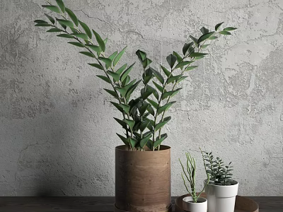 Bonsai Potted Plant in Wooden Pot with Small Potted Plants on Tray Gray Wall Background 3d model