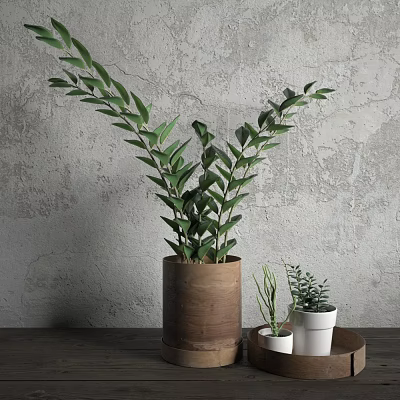 Bonsai Potted Plant in Wooden Pot with Small Potted Plants on Tray Gray Wall Background 3d model