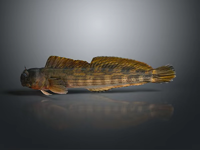 Striped Yellowish Brown Fish With Large Fins On Gray Background And Reflection 3d model