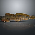 Striped Yellowish Brown Fish With Large Fins On Gray Background And Reflection