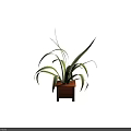 Decorative Potted Bonsai Plant With Long Striped Green And White Leaves In Wooden Square Pot