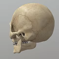 Detailed Handcrafted Human Skull Sculpture With Realistic Facial Features And Texture