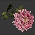 Pink Carnation Flower With Ruffled Petals And Green Stem Leaves
