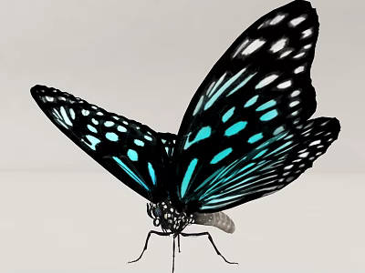 Beautiful Blue and Black Butterfly with White Spots and Blue Stripes on Wings 3d model