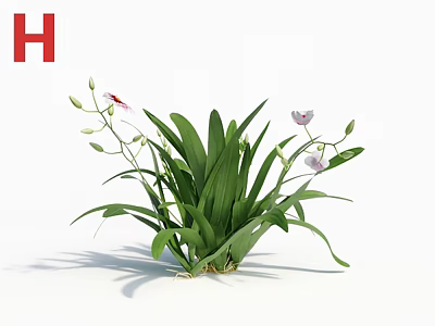 Fresh Green Plant with Long Leaves White Pink Flowers and Buds 3d model