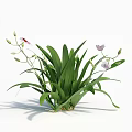 Fresh Green Plant with Long Leaves White Pink Flowers and Buds