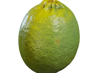 Fresh Green Pomelo Fruit With Natural Textured Skin And Smooth Surface 3d model