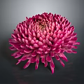 Vibrant Pink Chrysanthemum With Dense Glossy Petals On Dark Background