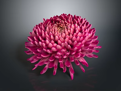 Vibrant Pink Chrysanthemum With Dense Glossy Petals On Dark Background 3d model