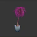 Green Plant with Long Thin Leaves Brown Trunk in White Pot on Gray Background