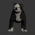 Gray and white Bulldog with white paws standing on dark background