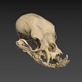 Detailed Anatomical Animal Skull Structure With Visible Teeth And Bone Features
