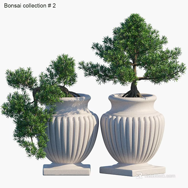 Potted Bonsai Trees In White Ribbed Ceramic Pots With Lush Green Foliage 3d model 