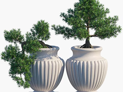 Potted Bonsai Trees In White Ribbed Ceramic Pots With Lush Green Foliage 3d model
