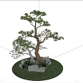 Tall Arbor Tree Growing On Green Grass With Stones Under Blue Sky And White Clouds