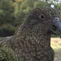 Colorful Bird With Green And Brown Patterned Feathers Standing In Natural Grassy Area