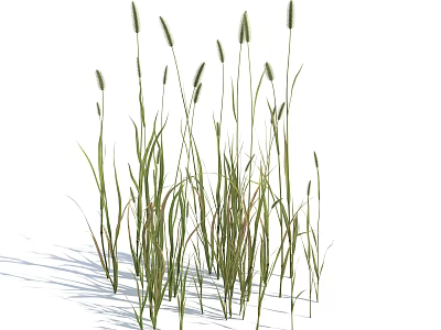 Tall Slender Green Grass Displaying Long Leaves and Top Spikes Against White Background 3d model