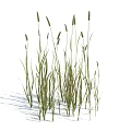 Tall Slender Green Grass Displaying Long Leaves and Top Spikes Against White Background