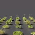 Various Types of Grasses and Small Plants Collection Display on Dark Background