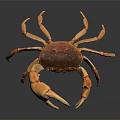 Orange Brown Marine Crab Aquatic Animal With Large Claws On Dark Reflective Surface