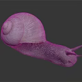 White Shelled Snail With Spiral Texture Gray Body And Tentacles On Dark Background
