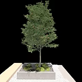 Green Leafy Arbor Tree With Small Plants And Gravel On Square Platform