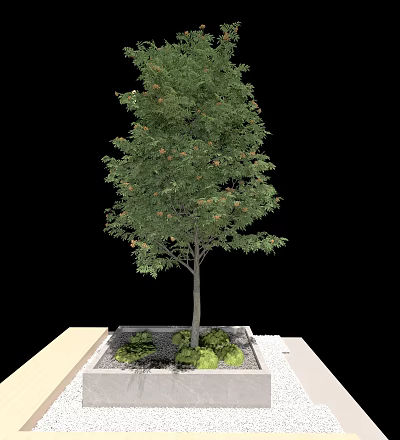 Green Leafy Arbor Tree With Small Plants And Gravel On Square Platform 3d model
