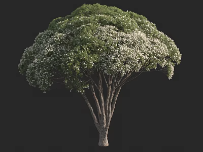 Lush Tree With Green Foliage And White Blossoms On Branching Trunk 3d model
