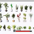 Diverse Potted Green Plants With Various Foliage And Decorative Pots