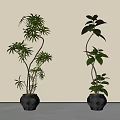 Two Elegant Bonsai Potted Plants With Slender Trunks Black Ceramic Pots And Different Leaf Shapes
