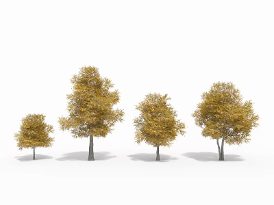 Four Trees of Various Sizes Displaying Golden Yellow Leaves Against White Background 3d model