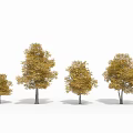 Four Trees of Various Sizes Displaying Golden Yellow Leaves Against White Background