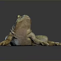 Metallic Frog Sculpture With Shiny Surface And Reflection On Dark Background 3d model