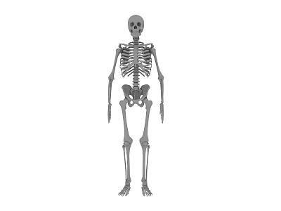 Detailed Human Skeleton Anatomical Model Full Body In Standing Position For Medical Education 3d model