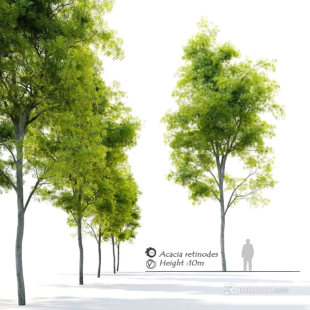 Acacia Retinodes Garden Tree Ornament With 16m Height Green Foliage And Human Silhouette 3d model 