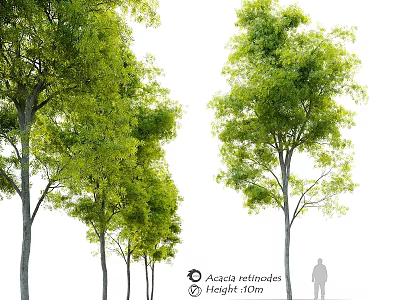 Acacia Retinodes Garden Tree Ornament With 16m Height Green Foliage And Human Silhouette 3d model