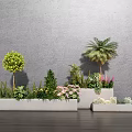 Tall Arbor Trees With Various Garden Plants In White Rectangular Planters Against Gray Wall 3d model