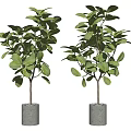 Bonsai Potted Plants With Lush Green Leaves In Gray Concrete Pots For Indoor Decor