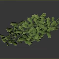Lush Green Ivy Plant With Vibrant Leaves And Cascading Branches